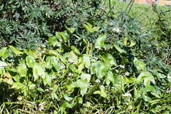 Sagittaria montevidensis