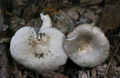 Lactarius cinereus