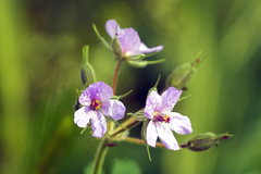 Erodium ciconium