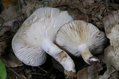 Lactarius cinereus