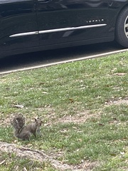 Sciurus carolinensis