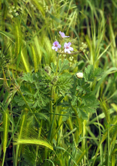 Erodium ciconium