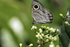 Ypthima horsfieldii humei