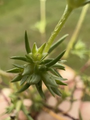Scleranthus annuus ssp. annuus