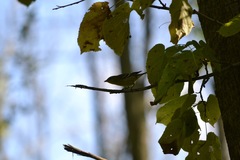 Setophaga castanea