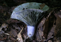 Lactarius indigo