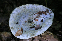 Lactarius indigo