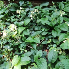 Symphytum grandiflorum