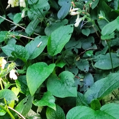 Symphytum grandiflorum