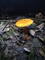 Amanita gayana