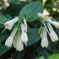 Symphytum grandiflorum