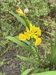 Iris pseudacorus