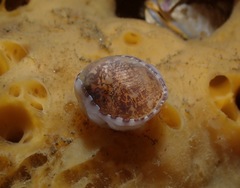 Limneria prolongata