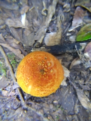 Amanita gayana