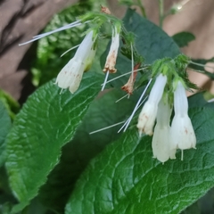 Symphytum grandiflorum
