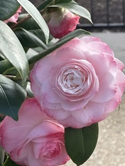 Camellia