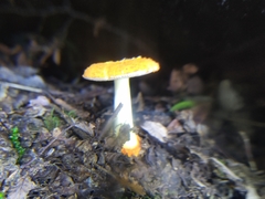 Amanita gayana