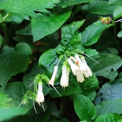 Symphytum grandiflorum