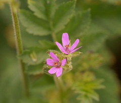 Erodium