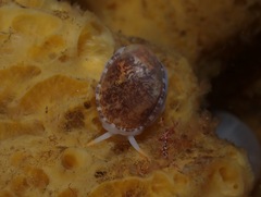 Limneria prolongata