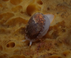 Limneria prolongata