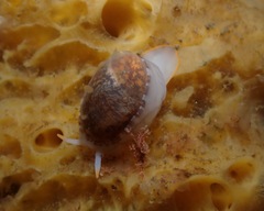 Limneria prolongata