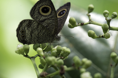 Ypthima horsfieldii humei