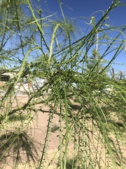 Parkinsonia aculeata