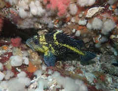Sebastes nebulosus