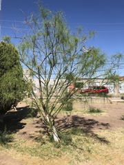 Parkinsonia aculeata