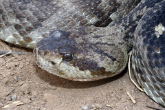 Crotalus ornatus