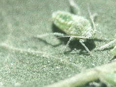 Aphididae