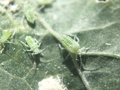 Aphididae