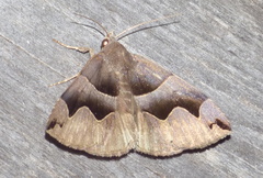 Gondysia