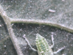 Aphididae