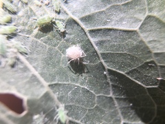 Aphididae