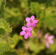 Erodium
