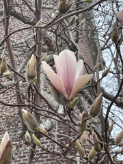 Magnolia