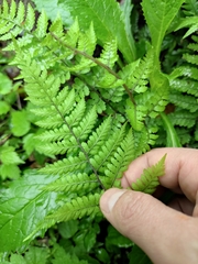 Athyrium iseanum iseanum