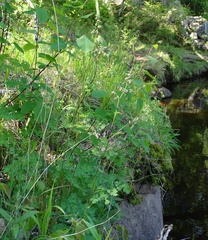 Thalictrum dasycarpum