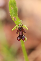 Ophrys insectifera