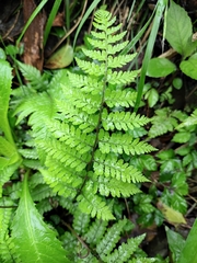 Athyrium iseanum iseanum