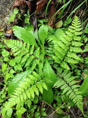 Athyrium iseanum iseanum