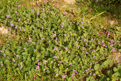 Erodium