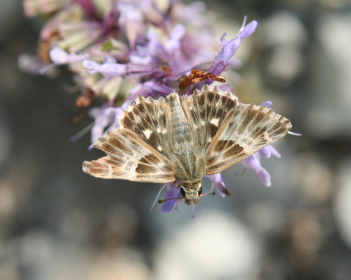 Carcharodus orientalis
