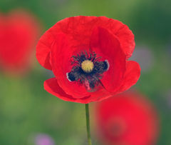 Papaver rhoeas