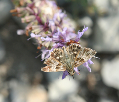 Muschampia orientalis