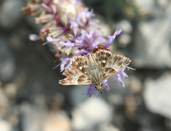 Muschampia orientalis