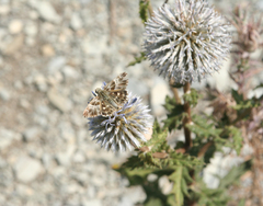 Muschampia orientalis