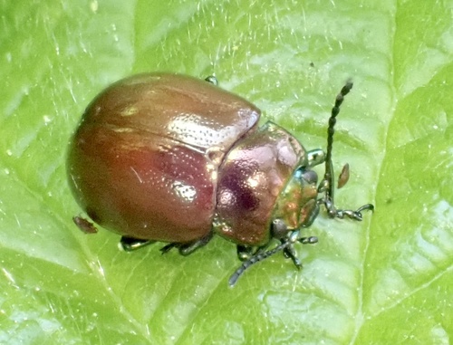 Knotgrass leaf beetle, Gat van den Hardenhoek, Werkendam, North Brabant, NL, photo 9 of 10